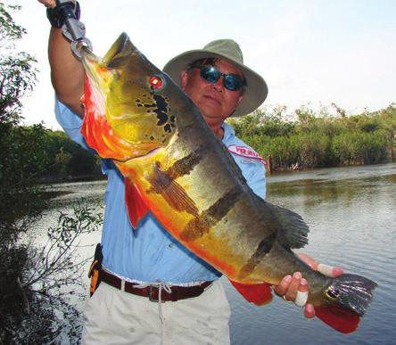the fishing s Our peacock bass outfitter is Luis Brown of River Plate Anglers, the true pioneer of Amazon fishing.