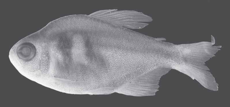 28 Three new species of Hyphessobrycon from the upper rio Araguaia basin Diagnosis. Hyphessobrycon weitzmanorum is distinguished from all congeners, except H. tortuguerae Böhlke, H.