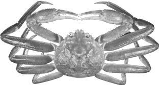 By An Assessment and advise of snow crab in west Greenland 9 ndorte