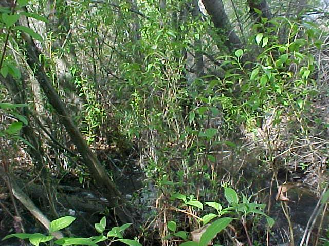 Figure 40: Riparian vegetation along lower