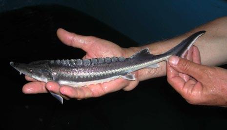 A new method of sturgeon conservation in Russia Intensive development of commercial sturgeon breeding requires new thinking and new ways of managing operations.