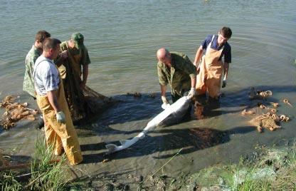 Views from the NGO community From Caviar Emptor If we can save the sturgeon, we can save the Caspian Sea This sentiment, expressed by an NGO scientist in the Caspian region, echoes the concern and