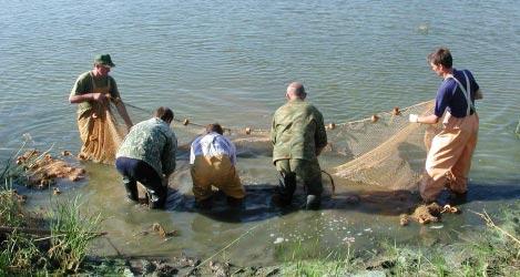 race of the population could predominantly reach spawning sites. For this purpose, sturgeon fishing in the Volga River begins on May 15 and lasts till June 15.
