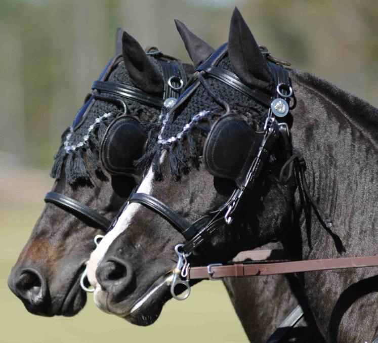 Open Bridle vs Blinders OK to train single in open bridle