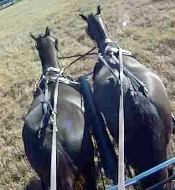 Pair Reins Near horse gets the rein with the buckle on the end Draft rein goes on the OUTSIDE Coupling