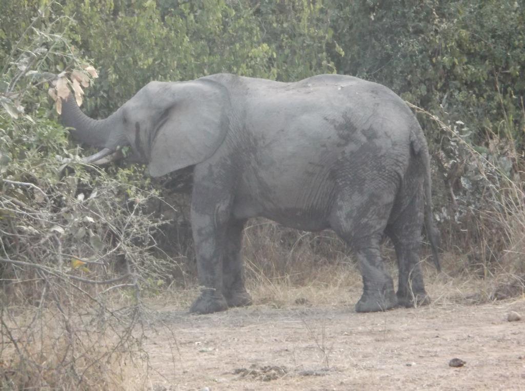 Figure 9: One of the elephants