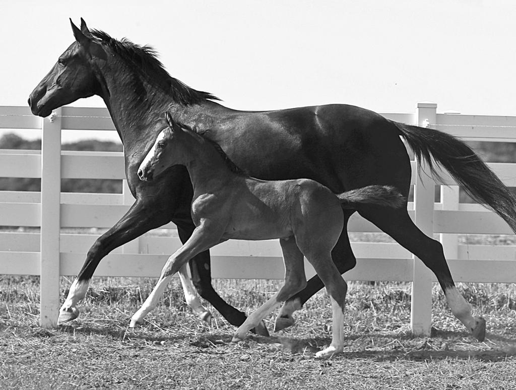 feature F r o m C o n c e p t i o n t o T w o Y e a r s O l d, P a r t I Nutrition of the Growing Hanoverian We are still seeing too many foals with growing issues that either stem from too much food