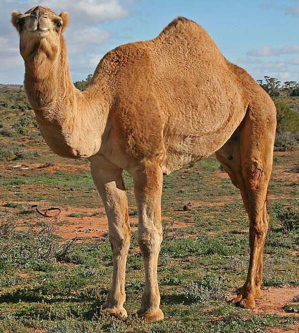 CAMEL ADAPTATIONS Long eyelashes to protect from blowing sand Nostrils can be closed to protect from blowing sand Stores fat in their humps to be used as energy Can last a week without water Thick