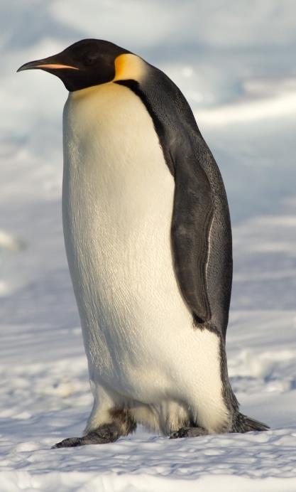 PENGUIN ADAPTATIONS Webbed feet for swimming Huddle together to keep warm Dark feathers absorb the heat from the sun Streamlined body for swimming Produce