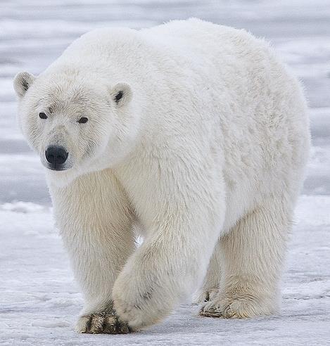 POLAR BEAR ADAPTATIONS White fur is good camouflage with snow and ice Thick fur and a layer of fat to keep warm Thick claws help walking on ice Eyes at the front