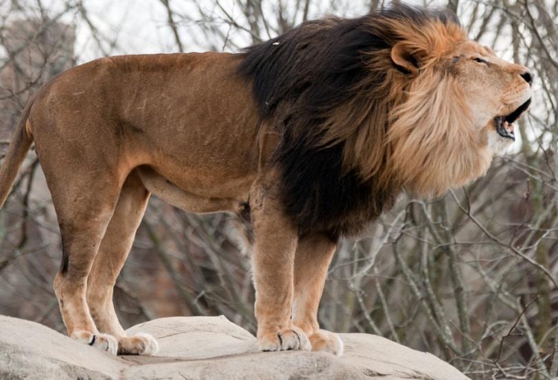 LION ADAPTATIONS Colour of coat helps camouflage in it s habitat Loose belly skin allows it to be kicked without too much damage Sharp predator teeth and strong jaw Eyes at the front of the head: