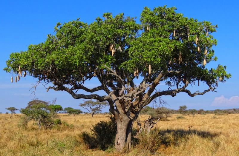 tree, the Kigelia