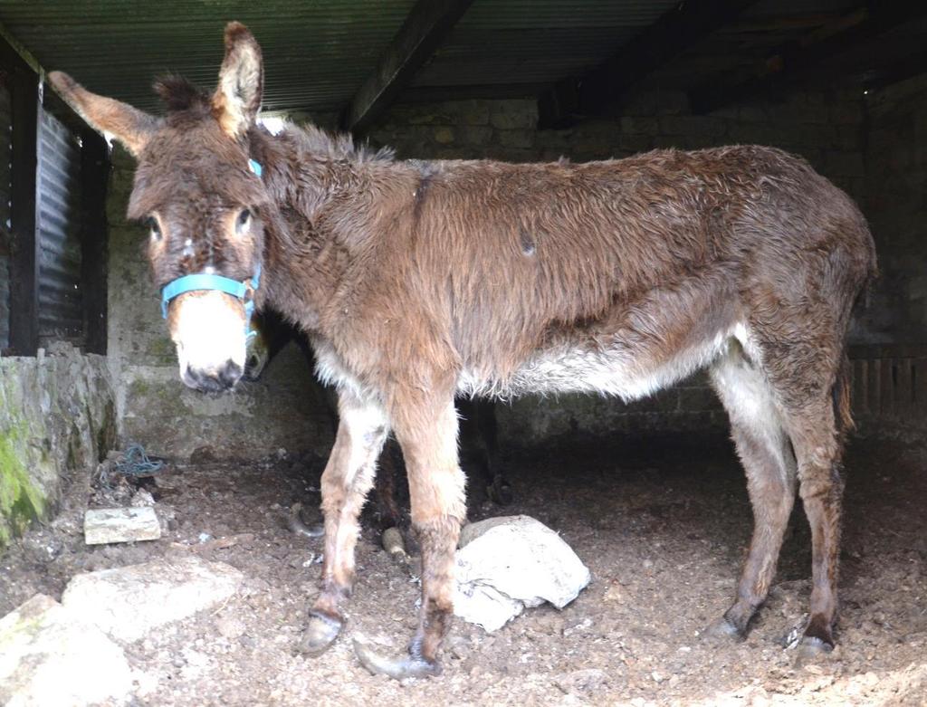 LOOKING AFTER DONKEYS This is April the donkey.