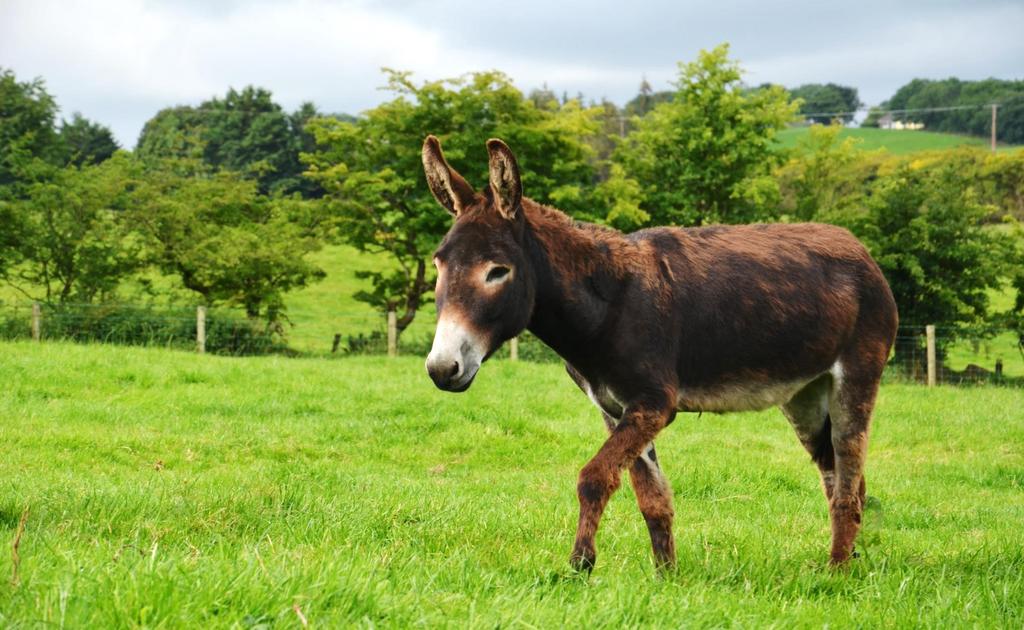 LOOKING AFTER DONKEYS April now lives at The Donkey