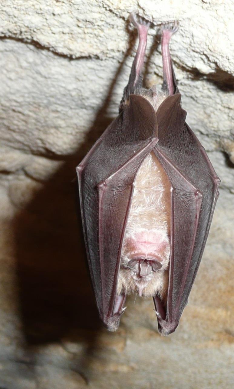 THE GREATER HORSESHOE BAT The greater horseshoe bat is a rare species in Britain, just living in South-West England and South Wales.