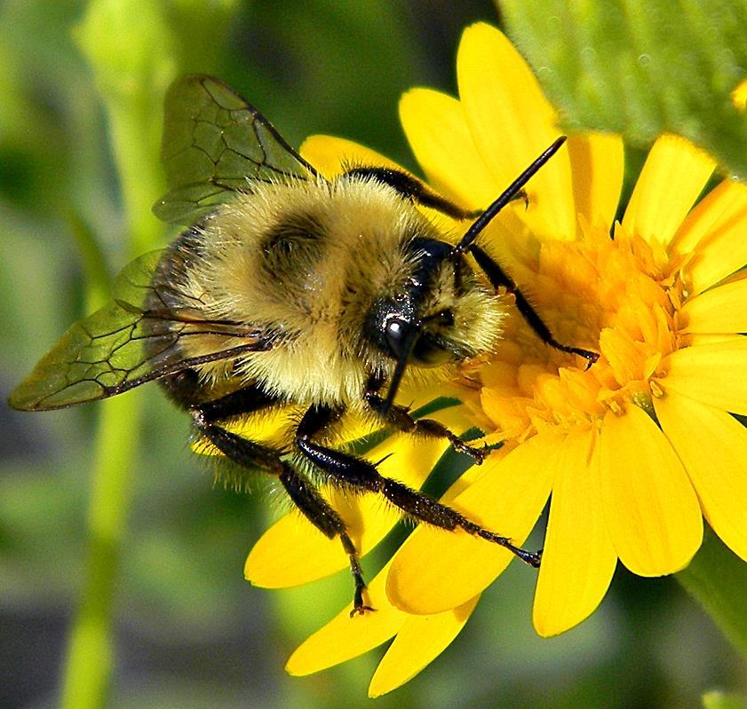 BUMBLE BEES 24 species of bumblebee in the UK, 2 species have become extinct in the last 80 years.