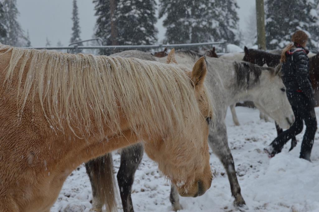 Thursday the snow was falling at a fairly good rate, but work still had to be done This time with the herd. Ah yes, back to horses, back to our friends.