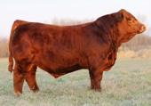 R Red Rocket, Sire Owned By Bouchard Livestock, Robb Farms & X Bar T Simmentals CE BWT WW YW MCE MWW MILK STAY CWT REA FAT MB EPD 4.8 5.3 81.2 121.9 23.3 63.9 23.3 14.8 49.9 1.05-0.045-0.16 ACC 0.