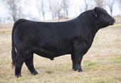 ) 15/04/2015 83 801 40 CM 40 units $4000 Alliance is sired by Pilgrim that produces unbelievable offspring A bull loaded with style and eye appeal Top 50% of the breed for calving ease Top 60% of