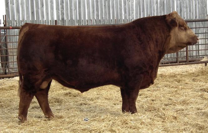 KWA LAW MAKER 59C 294SM0158 CSA#1152682 ASA#3223767 N/A IN CANADA AVAILABLE IN USA & INTERNATIONALLY KWA 59C HOMO POLLED SOLID RED NF TRUMP S582 SIRE CDI AUTHORITY 77X CDI MS CROCKET 88T KWA RED ROCK