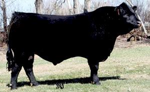 weight Top 10% of the breed for yearling weight Siring performance cattle Big barrelled and wide topped Performance and muscle shape Sterling is a 7/8 in CSA Herdbook Sterling is a Purebred in the