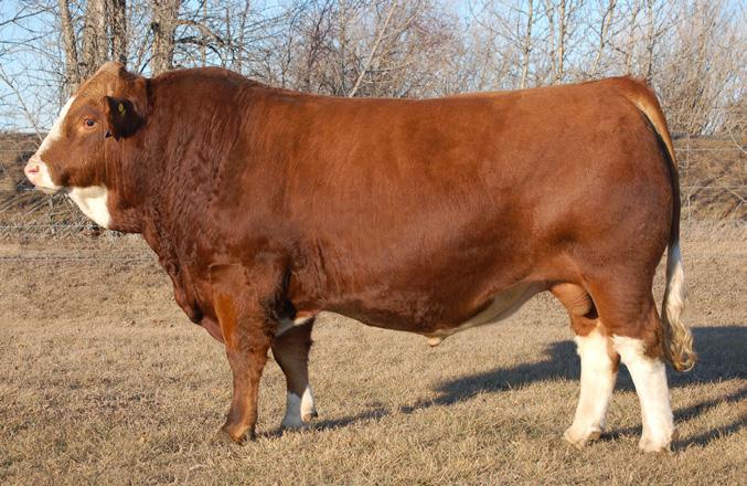 CROSSROAD POLLED FUTURE 35C 294SM00171 CSA#1135883 ASA#3222322 AVAILABLE IN USA & INTERNATIONALLY CRF 35C POLLED FULL FLECKVIEH FULLBLOOD SOLWAY ADONIS SIRE CROSSROAD VINTAGE 125Z FTS ENDORA 163P