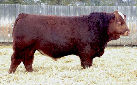 19 2 40 45 20 10 Owned by Maxwell Simmentals, Spring Creek Col, & Bouchard Livestock POLLED/SCURRED 22/01/2011 89 731 1214 37 CM FULL FLECKVIEH CE BWT WWT YWT MCE MWW MILK CWT REA FAT MARB 11.5 1.