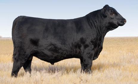 25 - - - 10 15 9 2 20 35 3 - - - Owned by Bouchard Livestock & South Shadow Angus 17/01/2015 93 808 1557 38CM BLACK ANGUS C A N A D I A N A N G U S E P D S CE BWT WWT YWT MCE TM MILK CWT REA FAT MARB