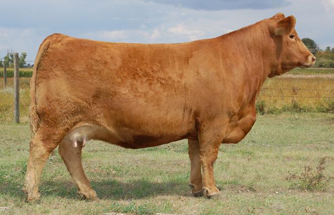 MRL MISS SMARTY PANTS III CSA#1116486 ASA#APPLIED CANADIAN EMBRYOS AVAILABLE USA & INTERNATIONAL EMBRYOS AVAILABLE MRL 400B HOMO POLLED SOLID