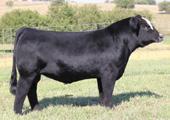 HF EXPLOSION G023 GFI MISS AMOS 705G Mr CCF Vision, Sire of embryos LFE The Riddler 233B, Sire of embryos Owned by Bouchard Livestock CE BWT WW YW MCE MWW MILK STAY CWT REA FAT MB EPD 13.9 0.5 68.