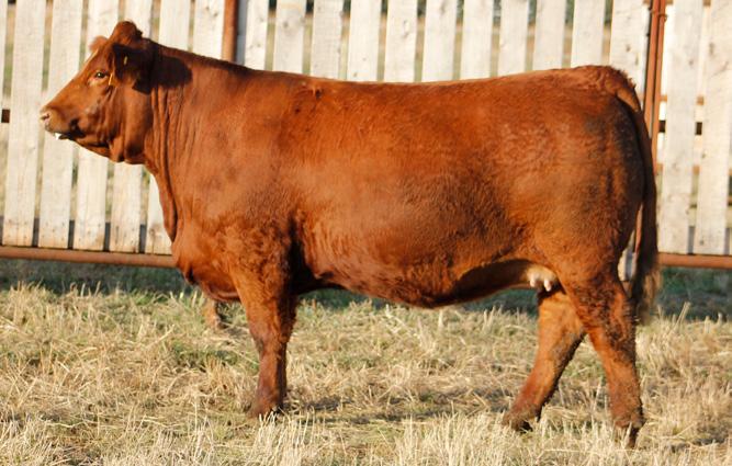 MAF REBA 250B CSA#1152462 AVAILABLE TO BE FLUSHED IN 2017 AVAILABLE TO BE FLUSHED IN 2017 FBL 250B POLLED RED KOP CROSBY 137W SIRE SPRINGCREEK LOTTO 52Y SPRINGCREEK BLK TESS 25T ACS RED REBEL 656S