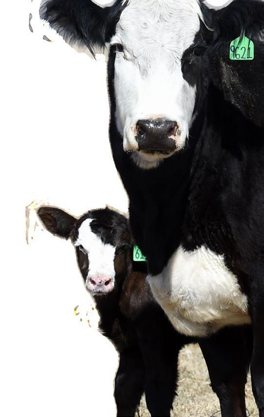 BOUCHARD LIVESTOCK INTERNATIONAL serving customers worldwide + Annual semen and embryo merchandising catalogue + Herd bull and replacement female selection + Herd consulting services + Complete sales