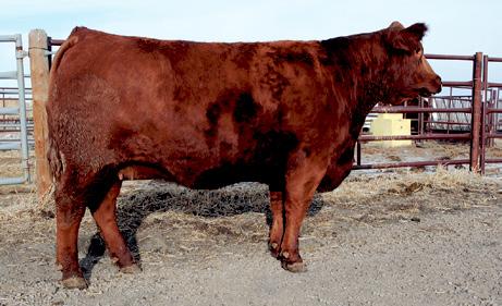 LFE READY TO TANGO 609S LFE 609S CSA#676410 CANADIAN, USA, & INTERNATIONAL EMBRYOS AVAILABLE BBN MS QUEEN RED 13S BBN 13S CSA#671267 CANADIAN, USA, & INTERNATIONAL EMBRYOS AVAILABLE Owned by Boundary