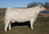 05 RK 40 45 50 BORN 30/1/2015 Top 40% of the breed for calving ease Top 45% of the breed for birth weight Top 50% of the breed for maternal milk 11C was Junior Champion and Reserve Grand Charolais