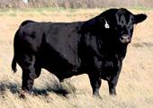 MRL CAPONE 130B 28SM01341 CSA#1116713 ASA#2989805 AVAILABLE IN USA FGN 60Z HOMO POLLED SOLID RED DCR MR MOON SHINE X102 SIRE TNT BOOTLEGGER Z268 TNT