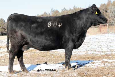 DLW Ms Kingpin 408P Family DLW MS KINGPIN 408P DAM OF LOTS 8-12. 408P is one of the leading genetic packages ever produced in our program here at Warner Beef Genetics.