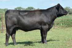 11 2.9 71 93 32 68 13-0.82 28 1.02-0.32 65.69 62.96 59.36 If this female wasn t owned in partnership she wouldn t be offered for sale. She is a PB daughter of the 408P donor now at TJB.