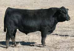 33-0.22 63.55 This cow will get your attention. A 75% Balancer, Good Night 715T daughter that has all the style needed. Only in an elite sale like this are cows like this found.