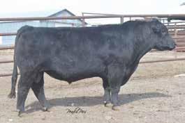 Warner Beef Genetics Bred Heifers 51 DLW MS GO DADDY 3/19/2014 DLW 423B 1289735 B C LOOKOUT 7024 O C C LEGEND 616L BAR S GO DADDY 0281 GIBBET HILL MIGNONNE E37 CONNEALY FRONT PAGE 0228 BAR S EDELLA