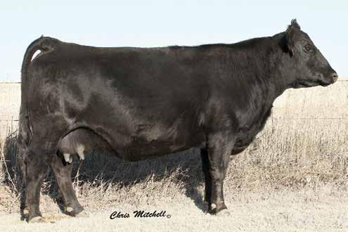 DLW Ms Matron 802U Family DLW MS MATRON 802U DAM OF LOTS 5-7. 802U was the high selling female in our 2015 spring production sale selling to C-Cross Cattle Company for $25,000.
