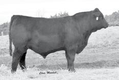 94 An outstanding Edison son that has an awesome Bismarck dam. A true performance bred individual that came easily and really performed to weaning.