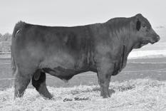 He is a moderate, complete, high marbling bull out of one of our favorite bred heifers from the same cow family as the 735D red bull from McEndaffer Beef Genetics.