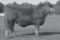 Genetic Investment Balancer Bulls DLW SANDHILLS 0125A SIRE OF LOT 93. DLW ARAPAHOE 207A SIRE OF LOT 94.