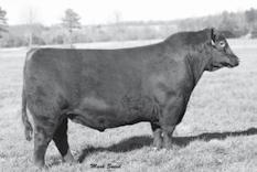 Genetic Investment Balancer and Percentage Bulls BROWN JYJ REDEMPTION Y1334 SIRE OF LOTS 102, 103.