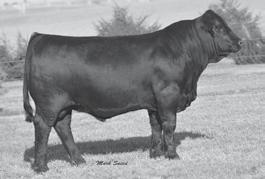 41 40% 25% 20% 15% 25% 15% 20% 10% 20% 15% 30% 15% Homozygous Black, Homozygous Polled. The purebred futurity Champion out of the great Matron 802U cow.