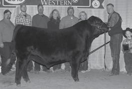 Progeny are cattle with depth of body and performance in a realistic calving ease package and offer an abundance of marketability and value. Owned with Thorstenson Gelbvieh, Blackhawk Cattle Co.