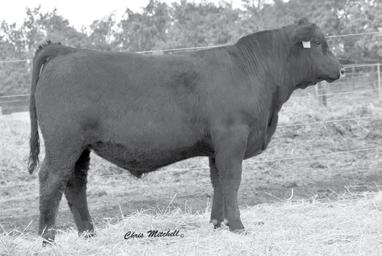 An exciting fresh sire that offers a new look to the purebred breeders. An ET son of the Matron 802U donor cow that proves her worth with every calf crop.
