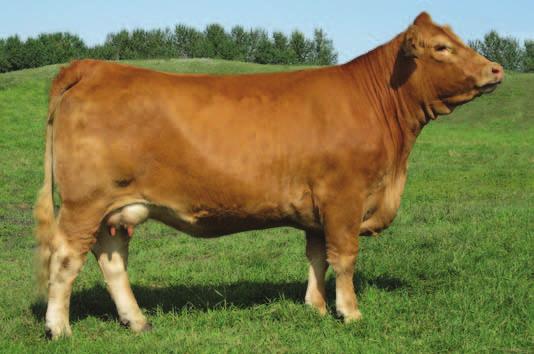 Agribition Flush Opportunity & Pick of Calf Crop 364 94% CPF0195109 RPY 23W 12 JANUARY 2009 RPY PAYNES WILL I DO 23W BW: 70 MR SYES GENTLEMAN 118M Sire: WULFS REVOLVER 1219R WULFS LEAF BUTTERFLY 1219