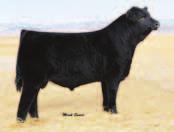 Consigned by: Koyle Farms SIRE 366 Selling 5 Grade A frozen embryos and guaranteeing 2 pregnancies if done by an accredited vet.