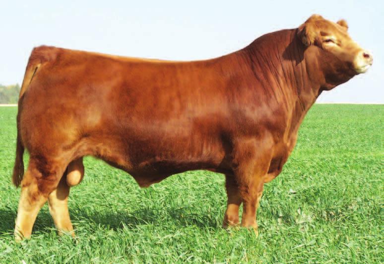 He is on the NALF Young Sire Trait Leader List for WW, YW, and $MTI. We are selling Canadian Semen Rights.